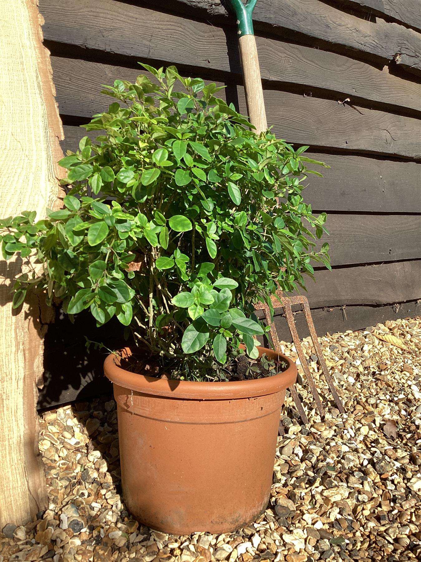 Jacobinia Brazilian Plum - 50/80cm, 10lt