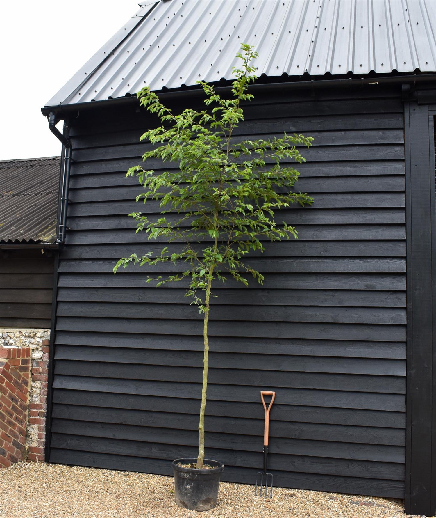 European hop-hornbeam | Ostrya carpinifolia - Height 350-380cm - Girth 8-10cm - 45lt
