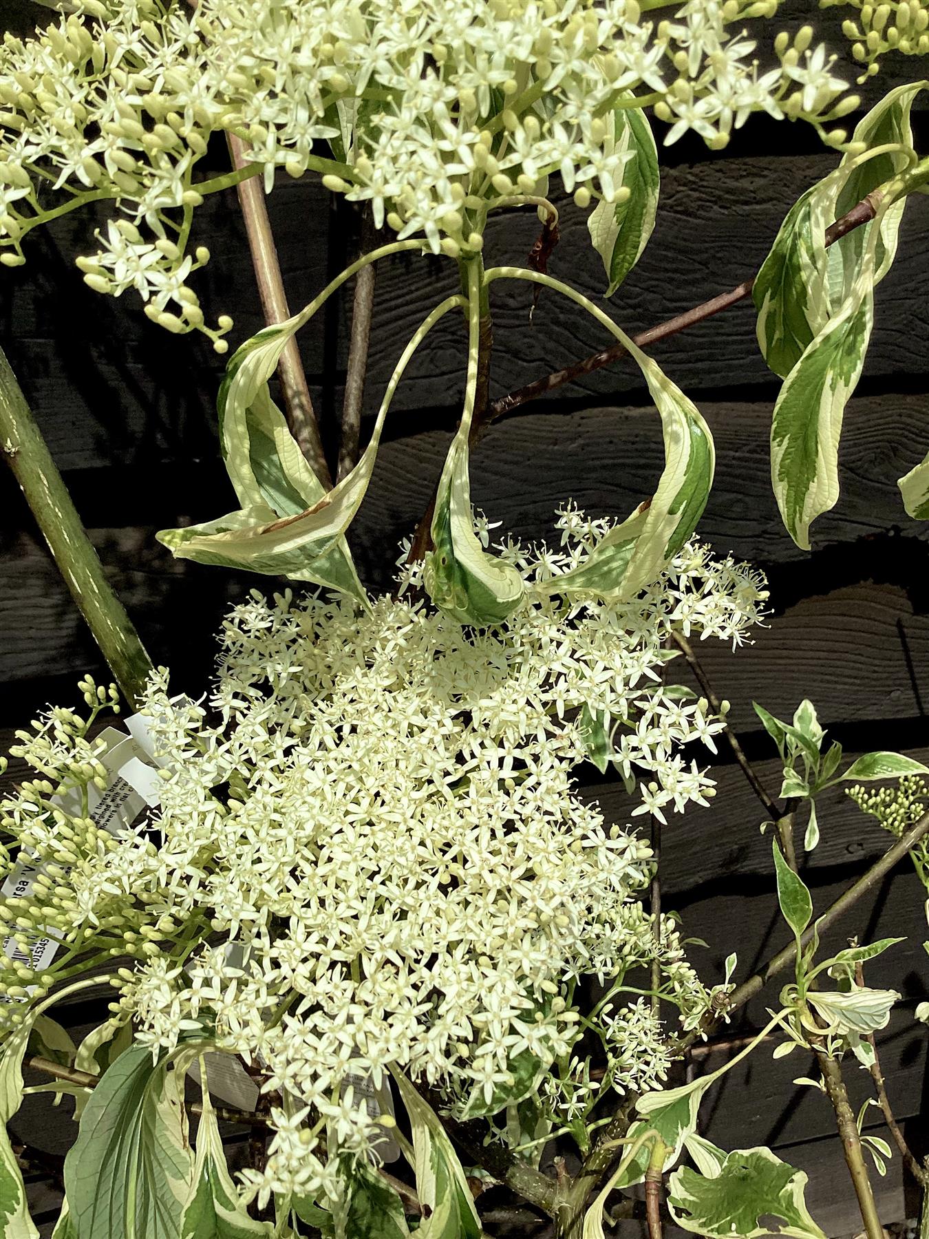 Cornus controversa 'Variegata' | Wedding Cake Tree - 150-160cm, 25lt