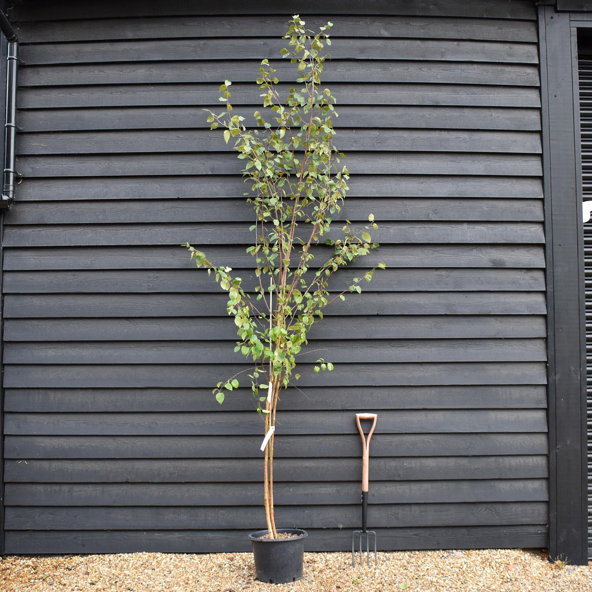 Betula utilis jacquemontii | Kashmir Birch - Multistem - 280cm, 20lt