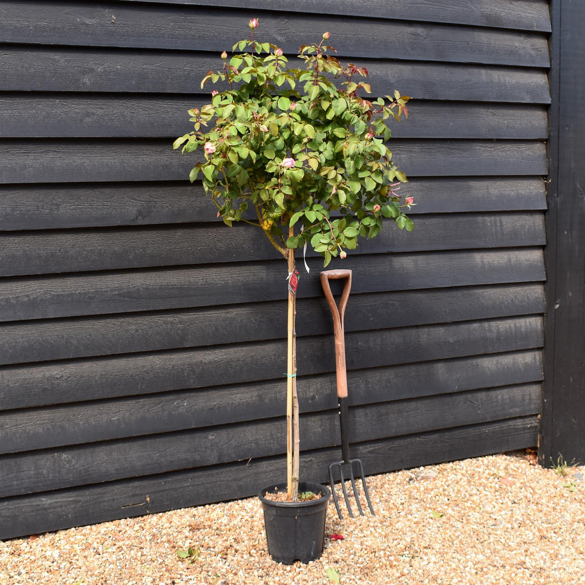 Rose 'Bengala' - Clear Stem 80-90cm - Height 130-160cm - 18lt