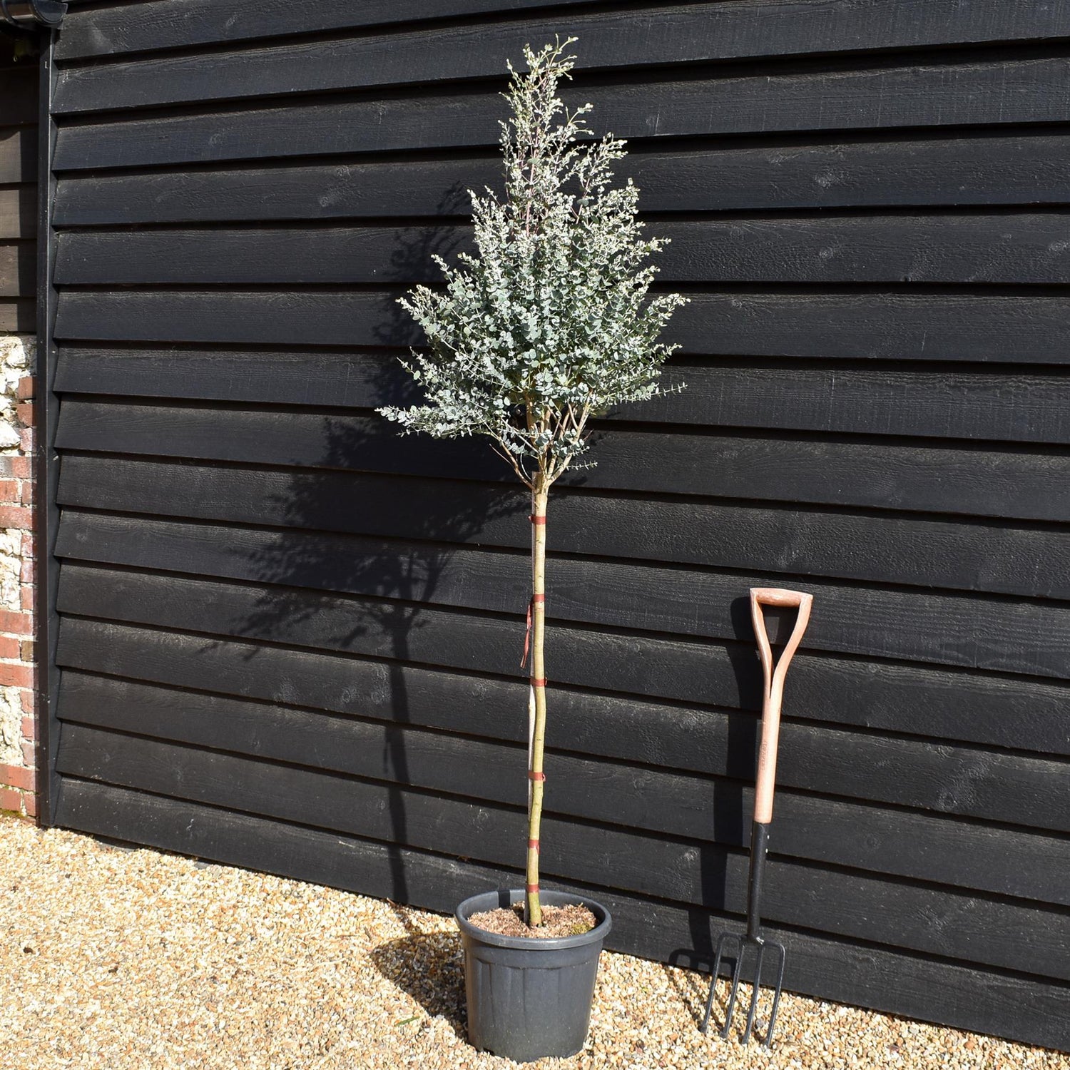 Eucalyptus gunnii Azura - Clear Stem 90cm - Height 170-180cm - 15lt