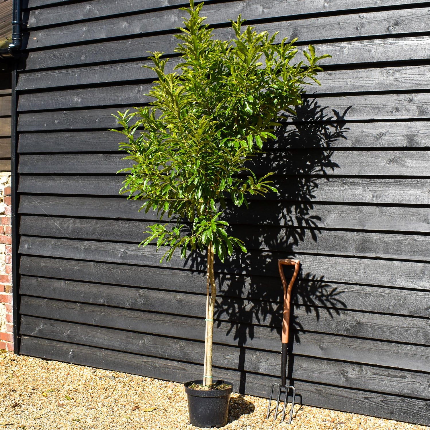 Sawtooth Oak | Quercus acutissima - Pot Grown - Height 160-180cm - 10lt