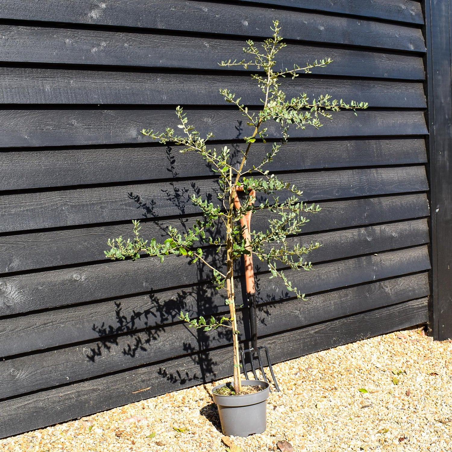 Cork Oak | Quercus suber - Height 150-180cm - Pot Grown - 5lt