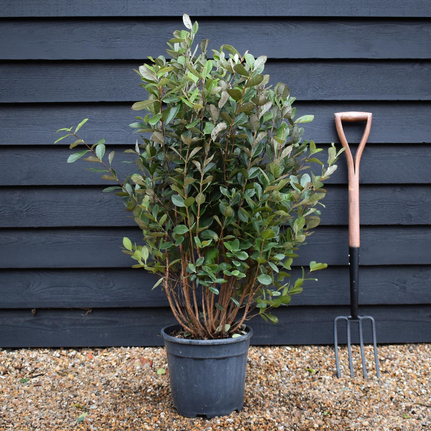 Feijoa (acca) sellowiana - Shrub - Height 90-100cm - 12lt
