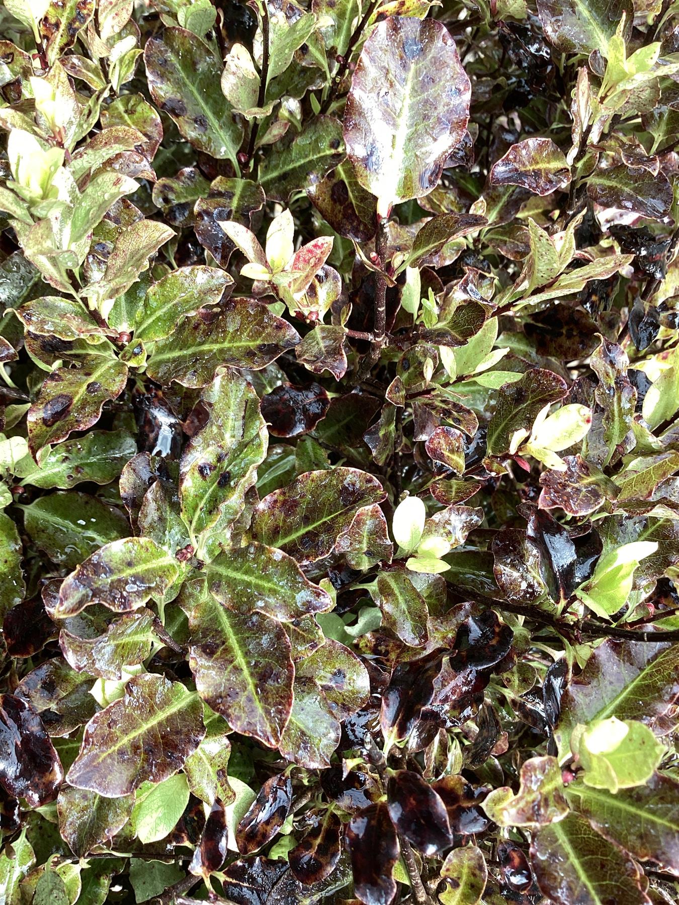 Pittosporum Tom Thumb - 60-80cm, 10lt