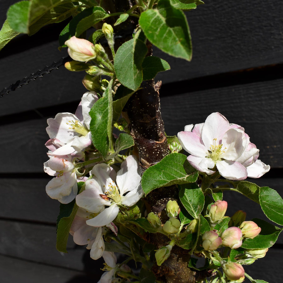 Apple tree 'Blue Moon' (Starline) | Malus domestica - 140-160cm - 12lt