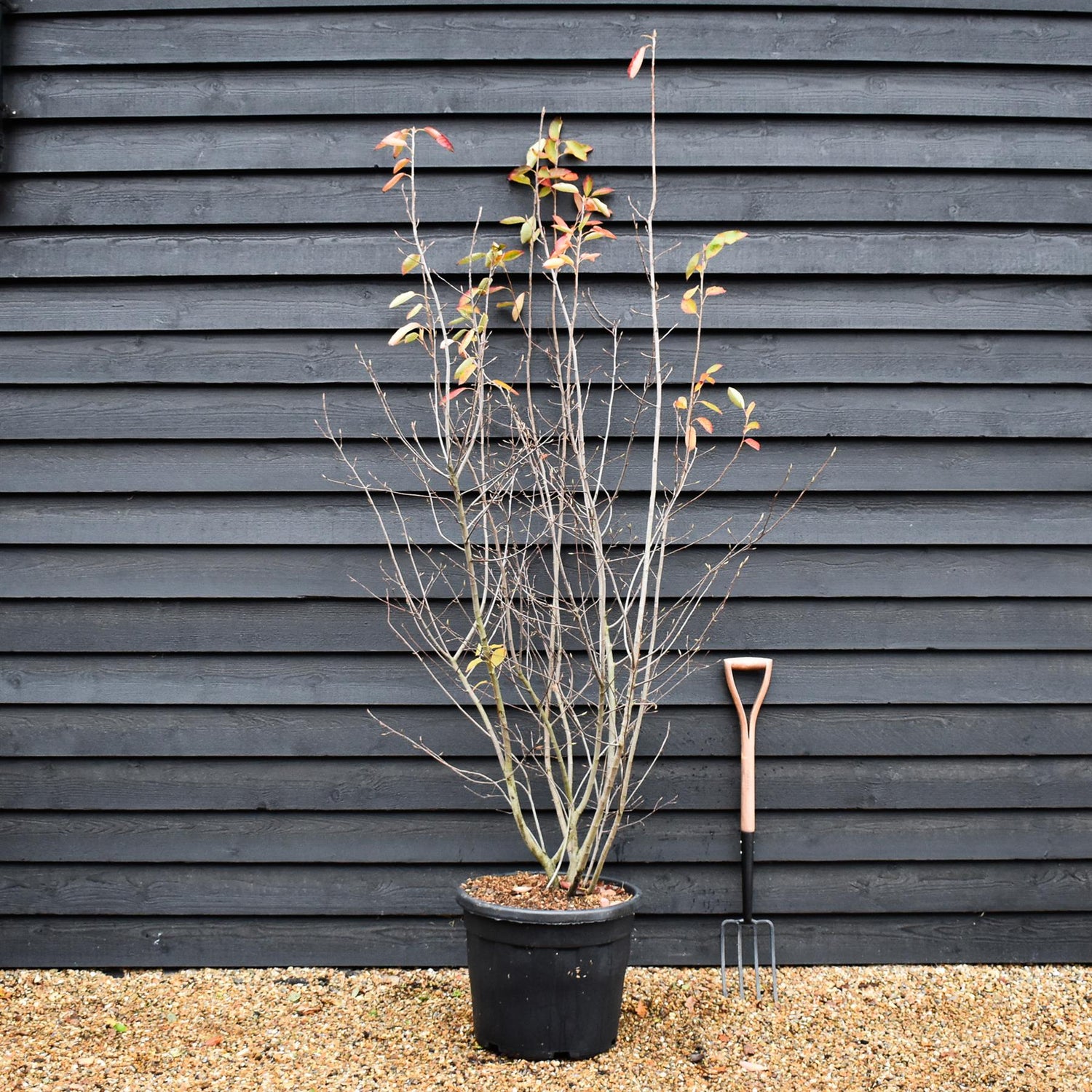 Amelanchier Canadensis -  Multistem - Height 200-250cm - 70lt
