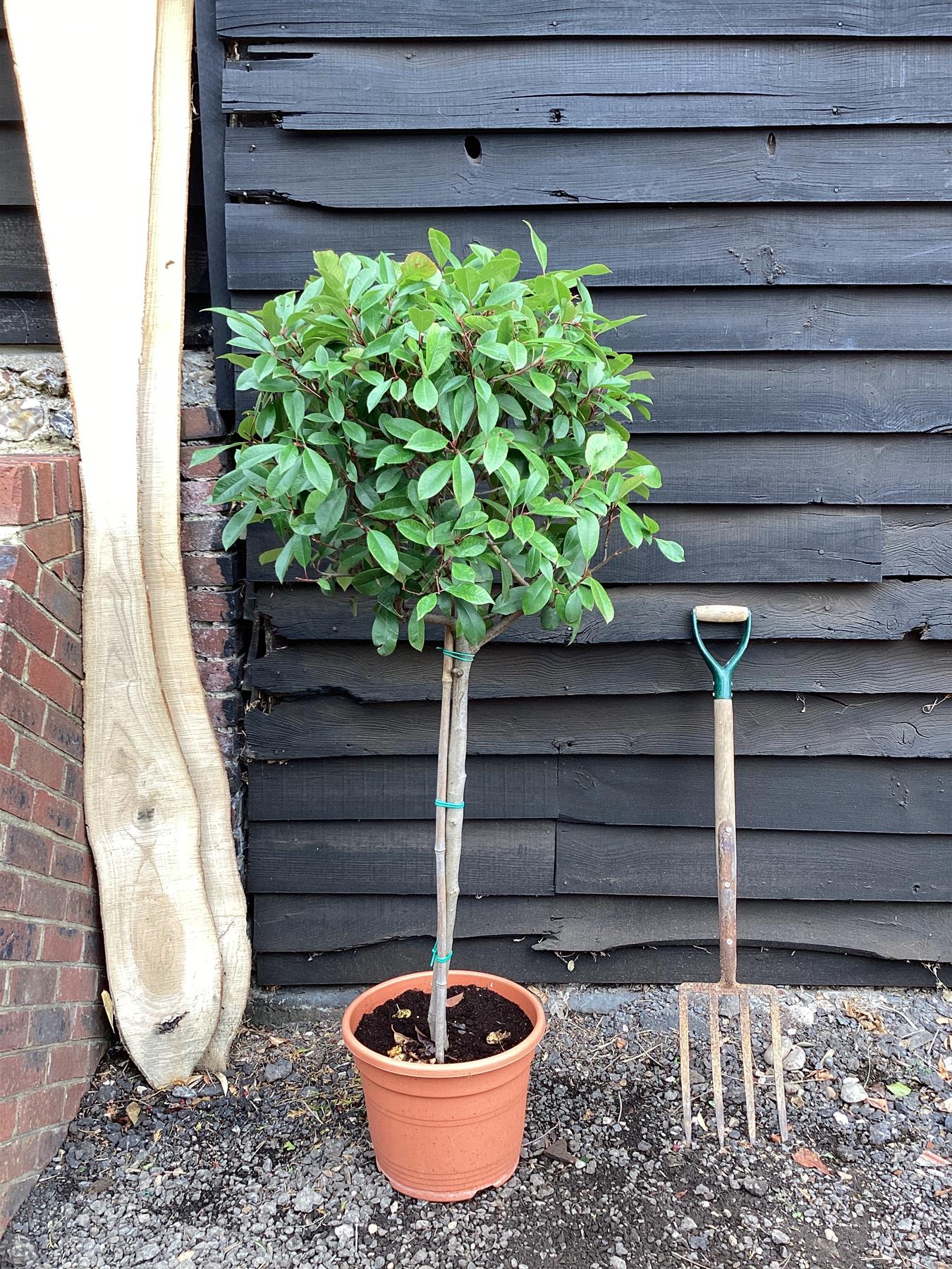 Photinia Red Robin | Christmas berry 'Little Red Robin' - 1/2 std Clear Stem - 180-240cm, 20lt