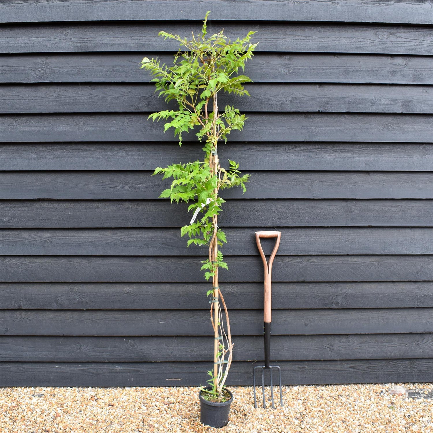 Campsis 'Madam Galen' - Deciduous Climber - Height 180-200cm - 9lt