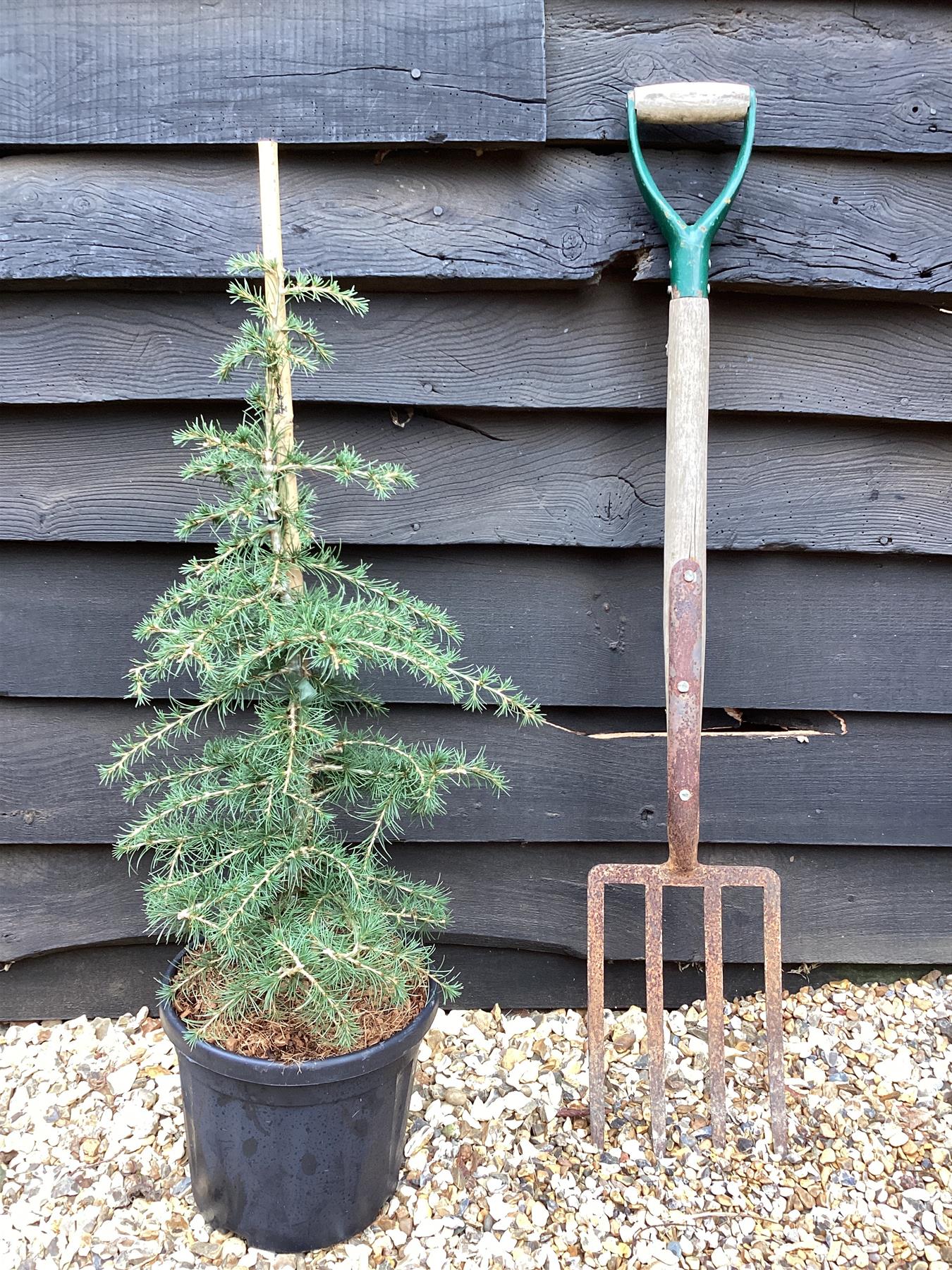 Cedrus libani | Cedar of Lebanon - Height 80cm - Width 50-60cm - 8lt