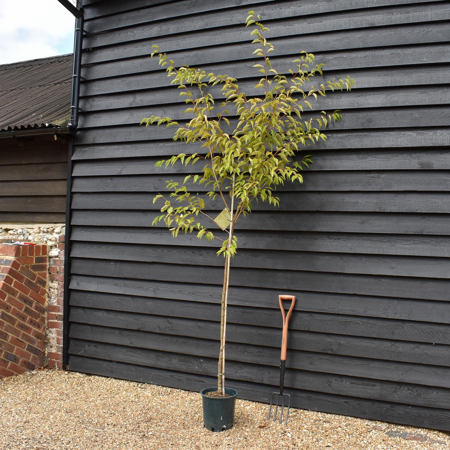 Prunus Subhirtella Autumnalis | Winter-Flowering Cherry - 180-220cm - 12lt