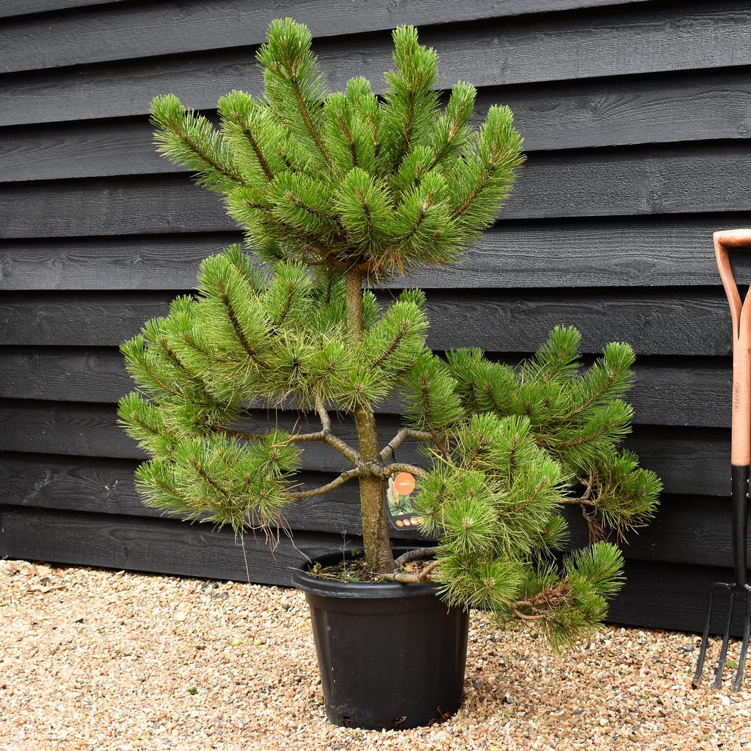 Pinus nigra nigra | European Black Pine - Bonsai Cloud - Height - 85-100cm - 25lt