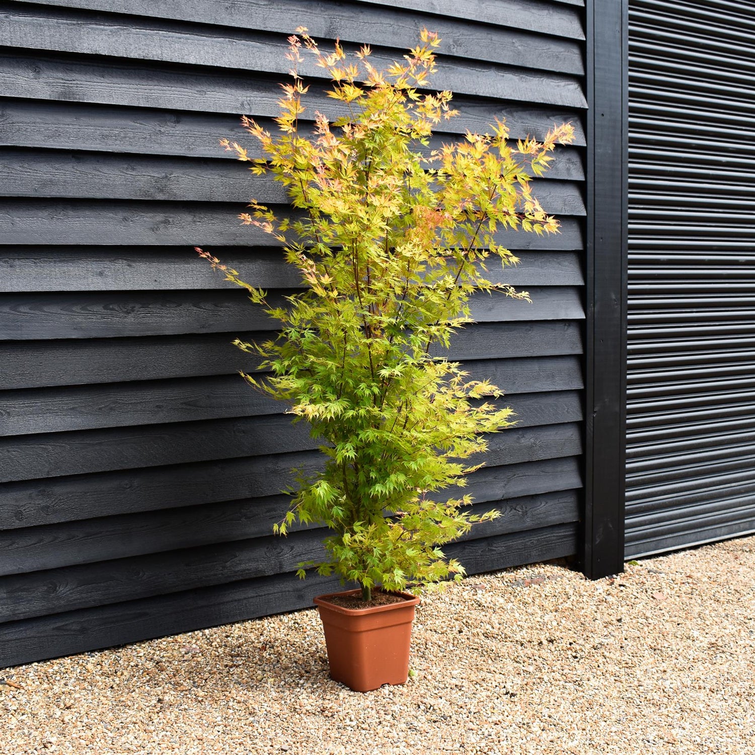 Japanese Maple | Acer palmatum 'Orange Lace' - Bushy - Height 100-130cm - 18-20lt