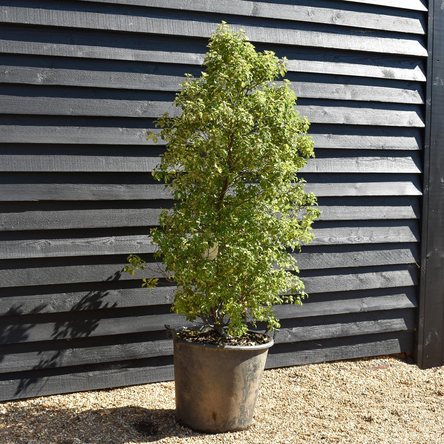 Pittosporum tenuifolium 'Gold Star' - Height 130-150cm, 50lt
