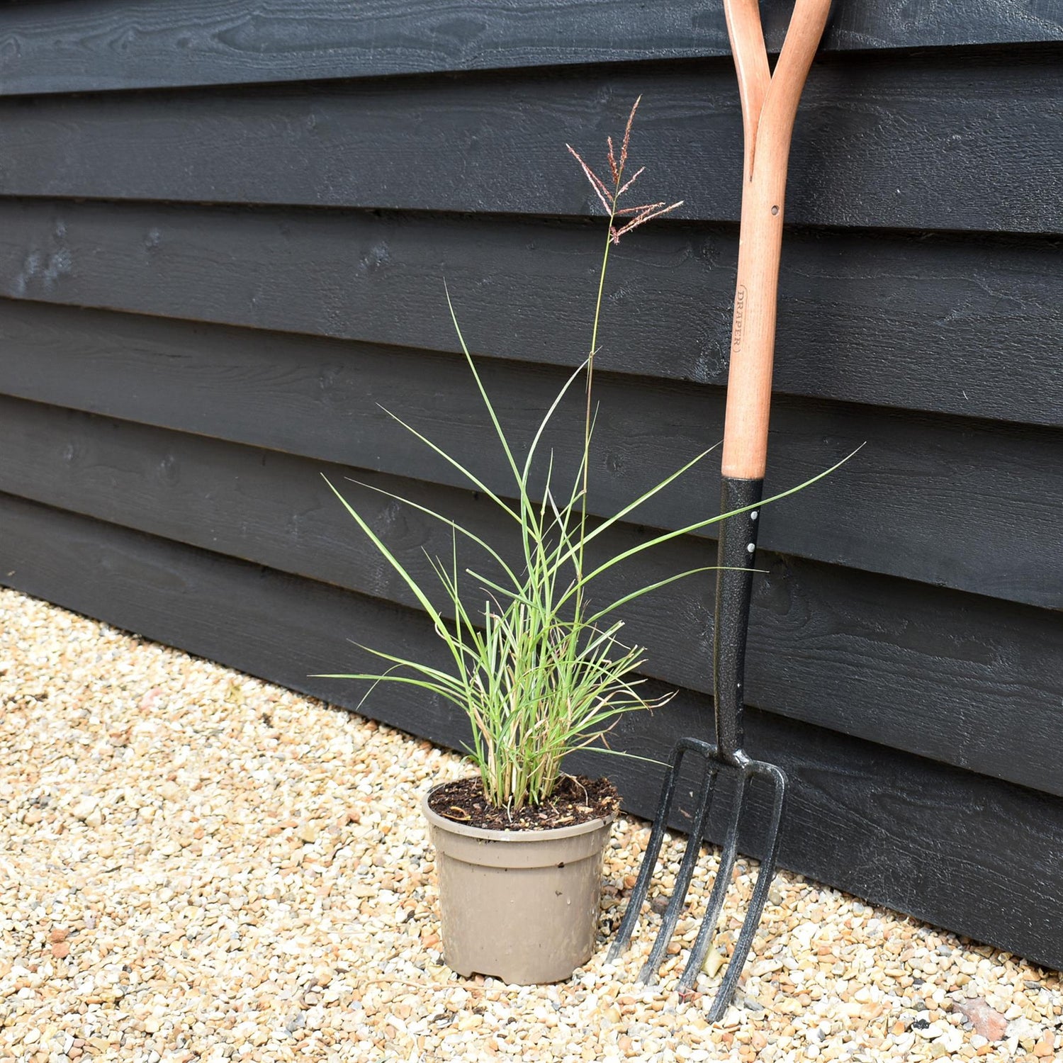 Miscanthus sinensis 'Ferner Osten' - Grass - 3lt