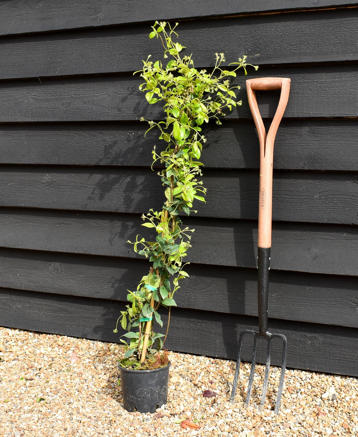 Star Jasmine | Trachelospermum jasminoides - Height 90cm - 2lt