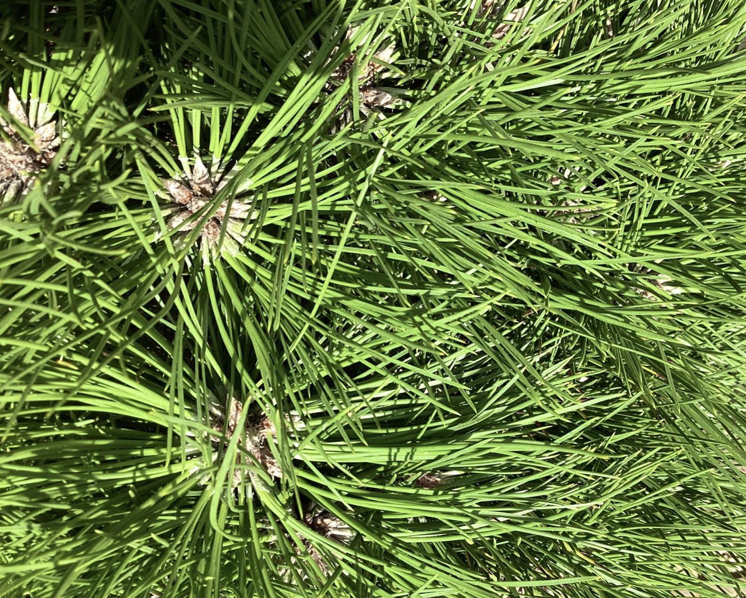 Pinus 'Marie Bregeon' - Height 45cm - Width 40-50cm - 8lt