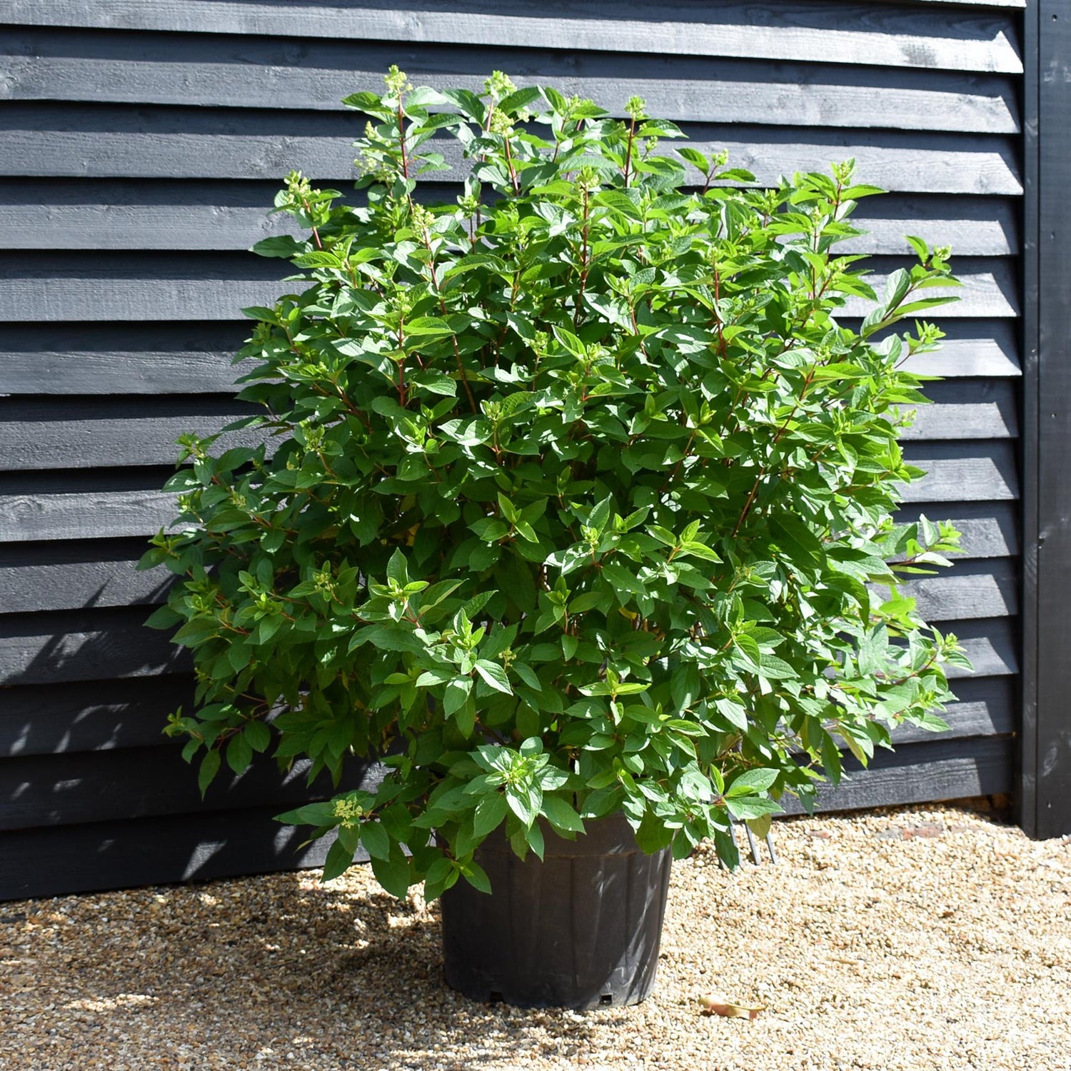 Hydrangea paniculata Pinky-Winky - Height 110-120cm - 70lt