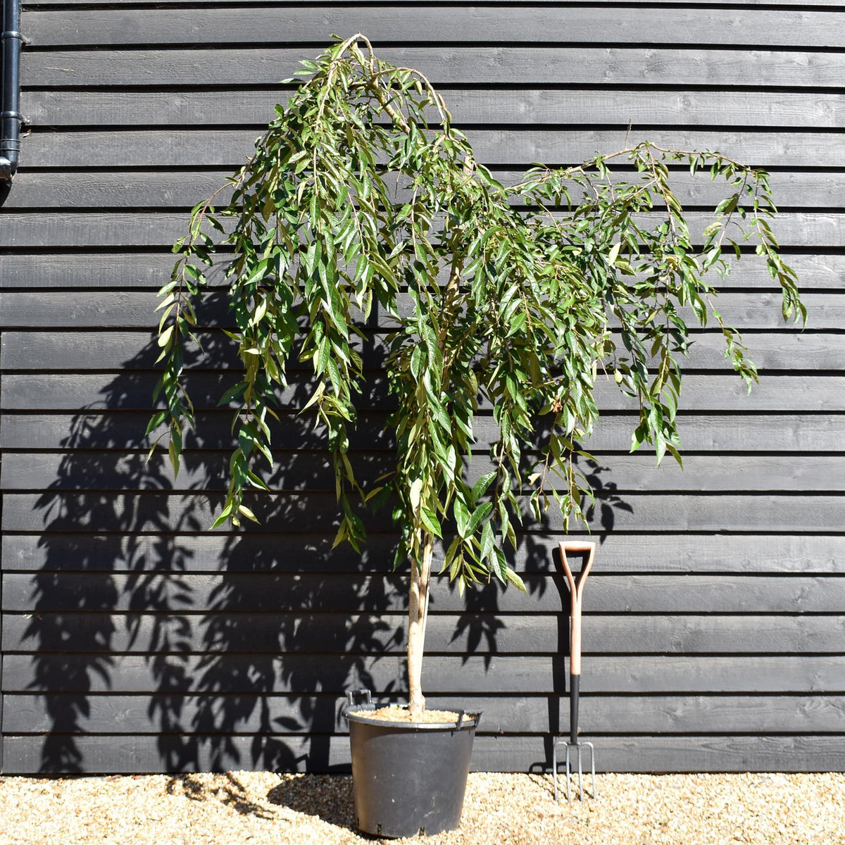 Prunus Subhirtella Pendula Rubra - Height 180-220cm - 12lt