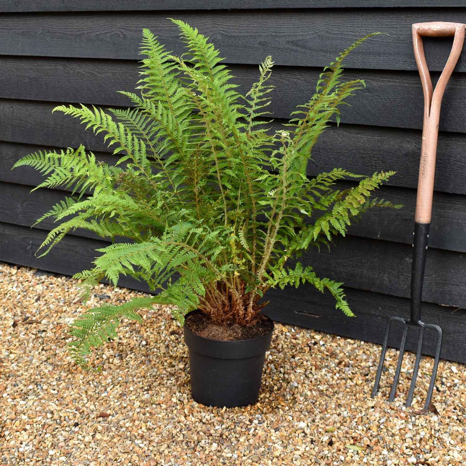 Polystichum Setiferum| Soft Shield Fern - Height 70-80cm - 7lt