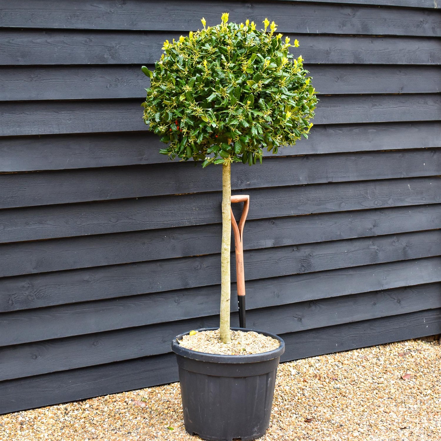 Ilex 'Nellie R. Stevens' | Holly 'Nellie R. Stevens' - Clear Stem 90cm - Height 130-140cm - 55lt