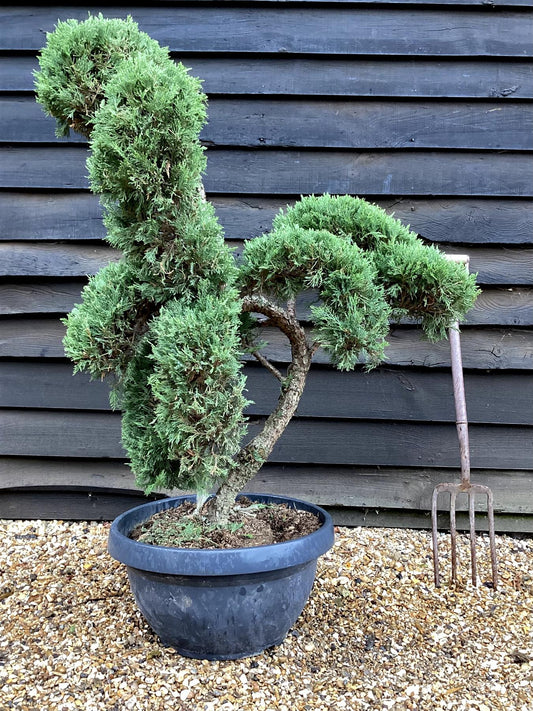 Juniperus Communis Prostrata |  Bonsai - 120cm - 40lt