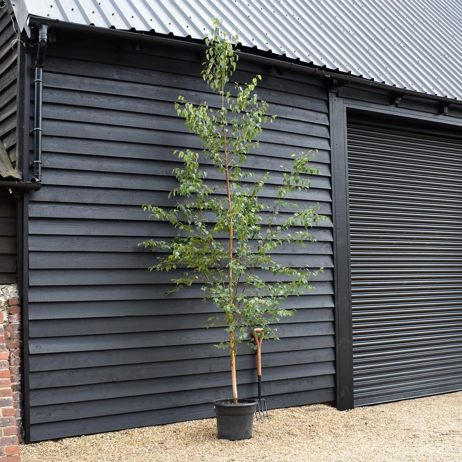 Erman's Birch | Betula ermanii - Height 200-250cm - Girth 8-10cm - 45lt