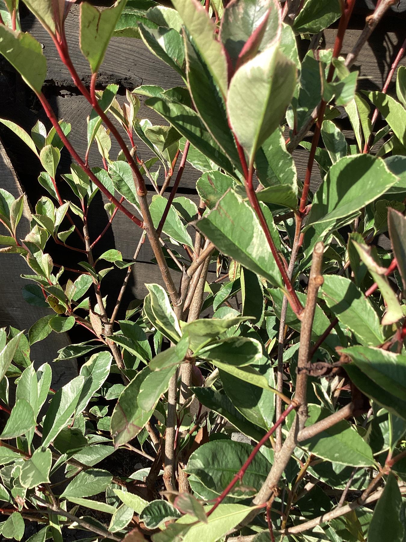 Photinia Pink Marble ('Cassini') - 160/170cm, 15lt