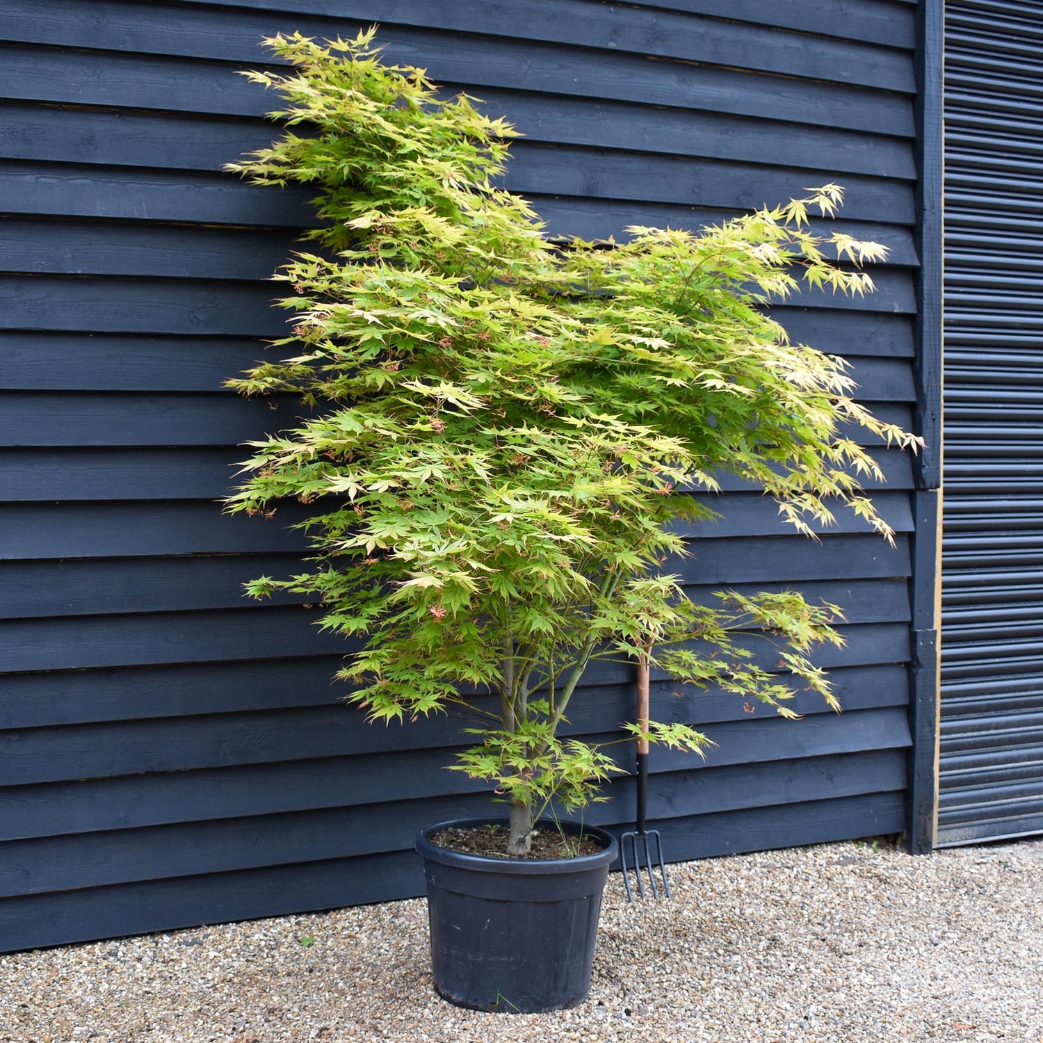Acer palmatum 'Kogane Nishiki' | Japanese maple Golden Brocade - Height 200-220cm - 70lt