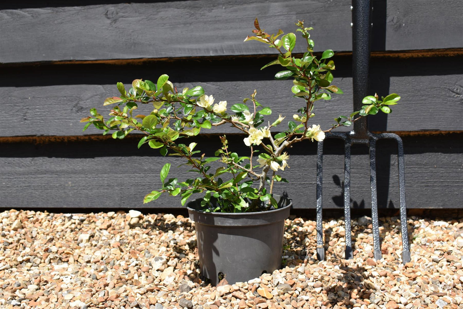 Chaenomeles x Suberba 'Lemon And Lime' | 'Lemon And Lime' 10-20cm - 3lt
