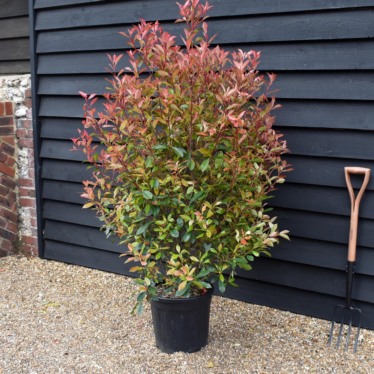 Photinia x fraseri Red Robin 'Compacta' - Bushy - Height 170-180cm - 25lt