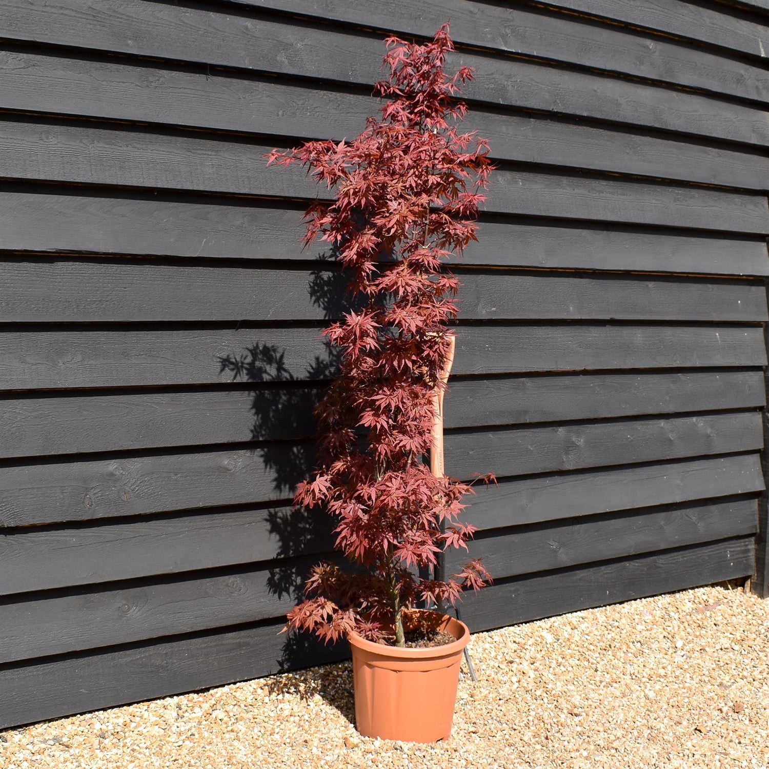 Acer palmatum 'Skeeters Broom' | Japanese maple 'Phoenix' - Narrow - 100-150cm - 15lt