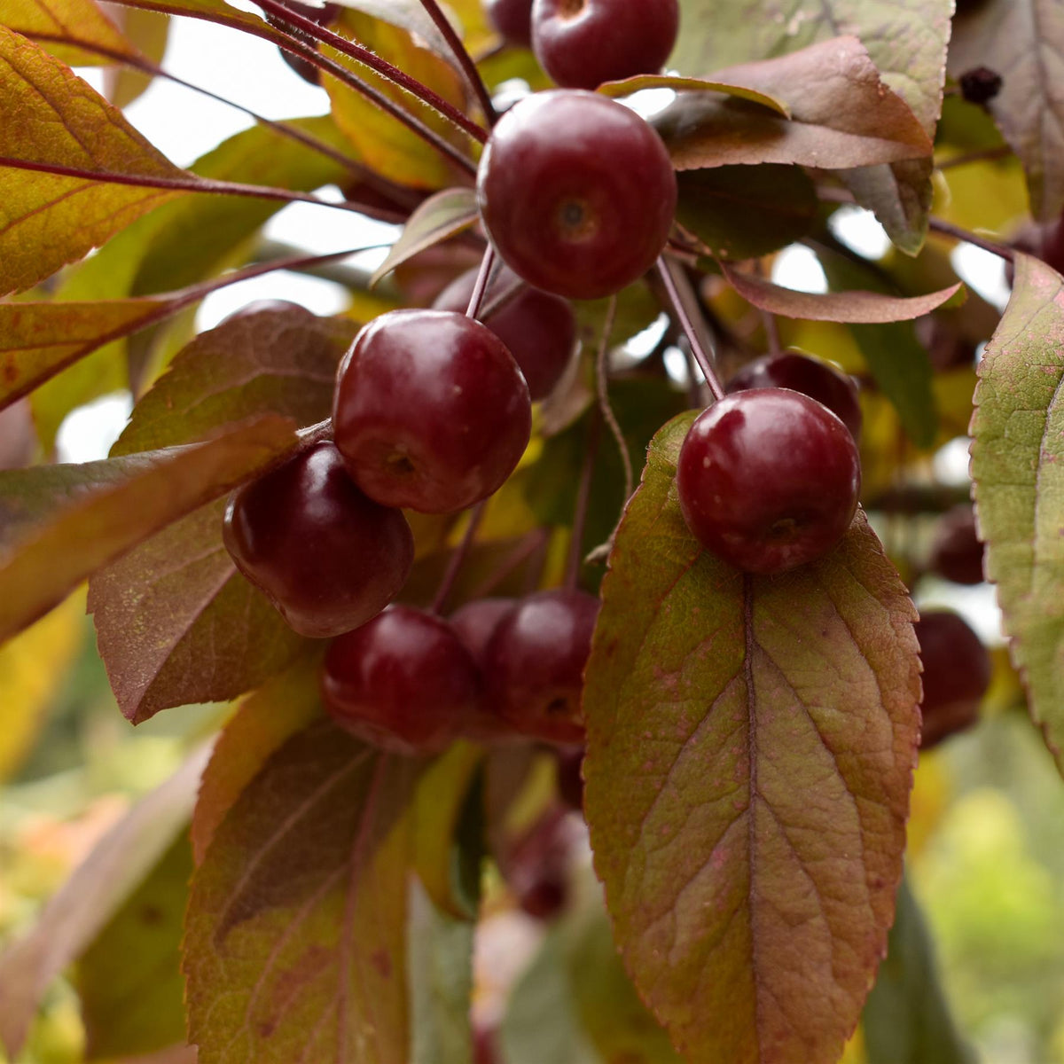 Malus 'Coccinella' - Standard - Girth 12-14cm - Height 320-330cm - 50lt