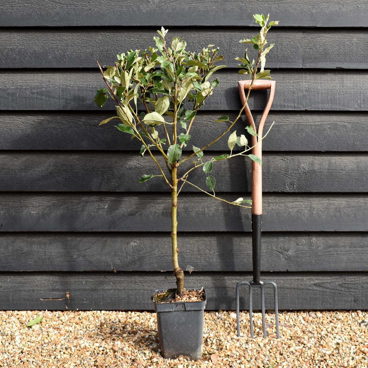 Apple tree 'Cox Orange Pippin' | Malus domestica - Patio Rootstock - Height 80-100cm - 7lt