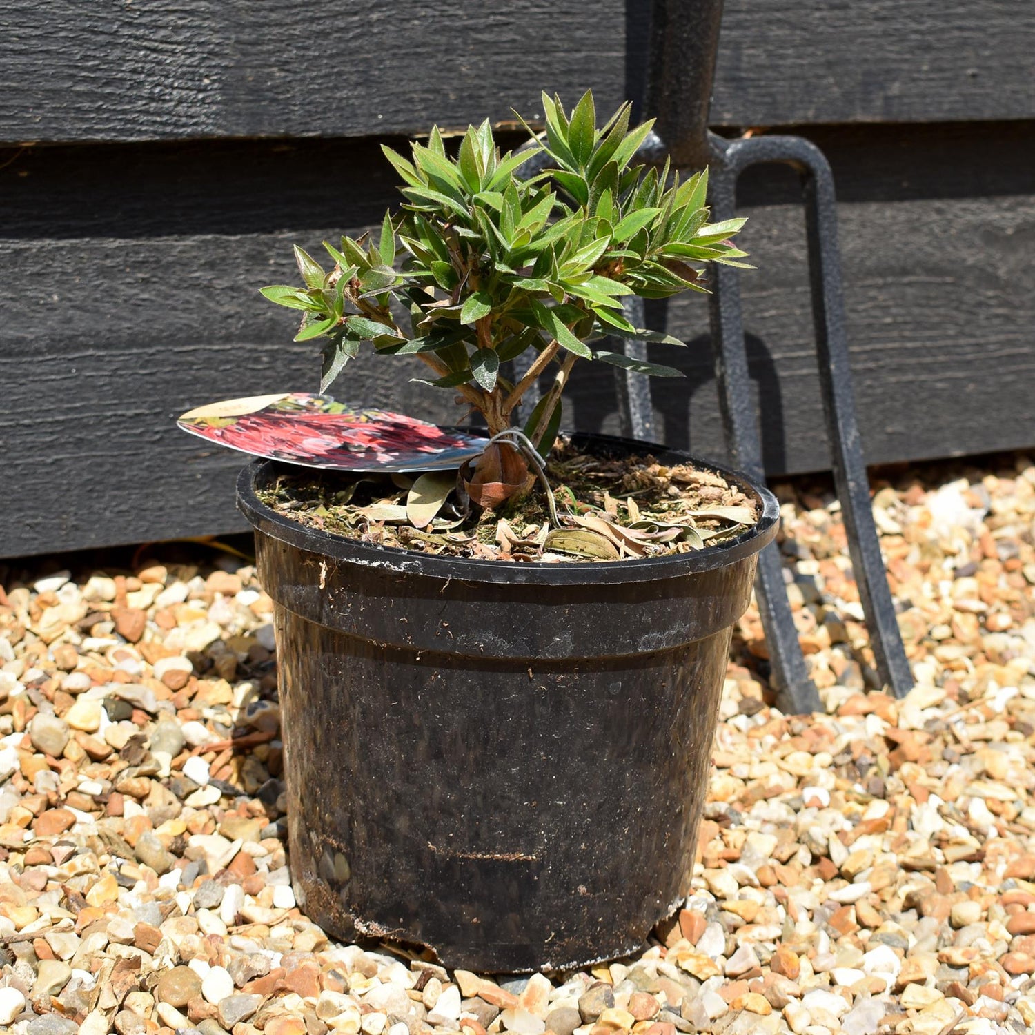 Callistemon 'Red Rocket' Bottlebrush - Shrub - Height 10-20cm - 2lt