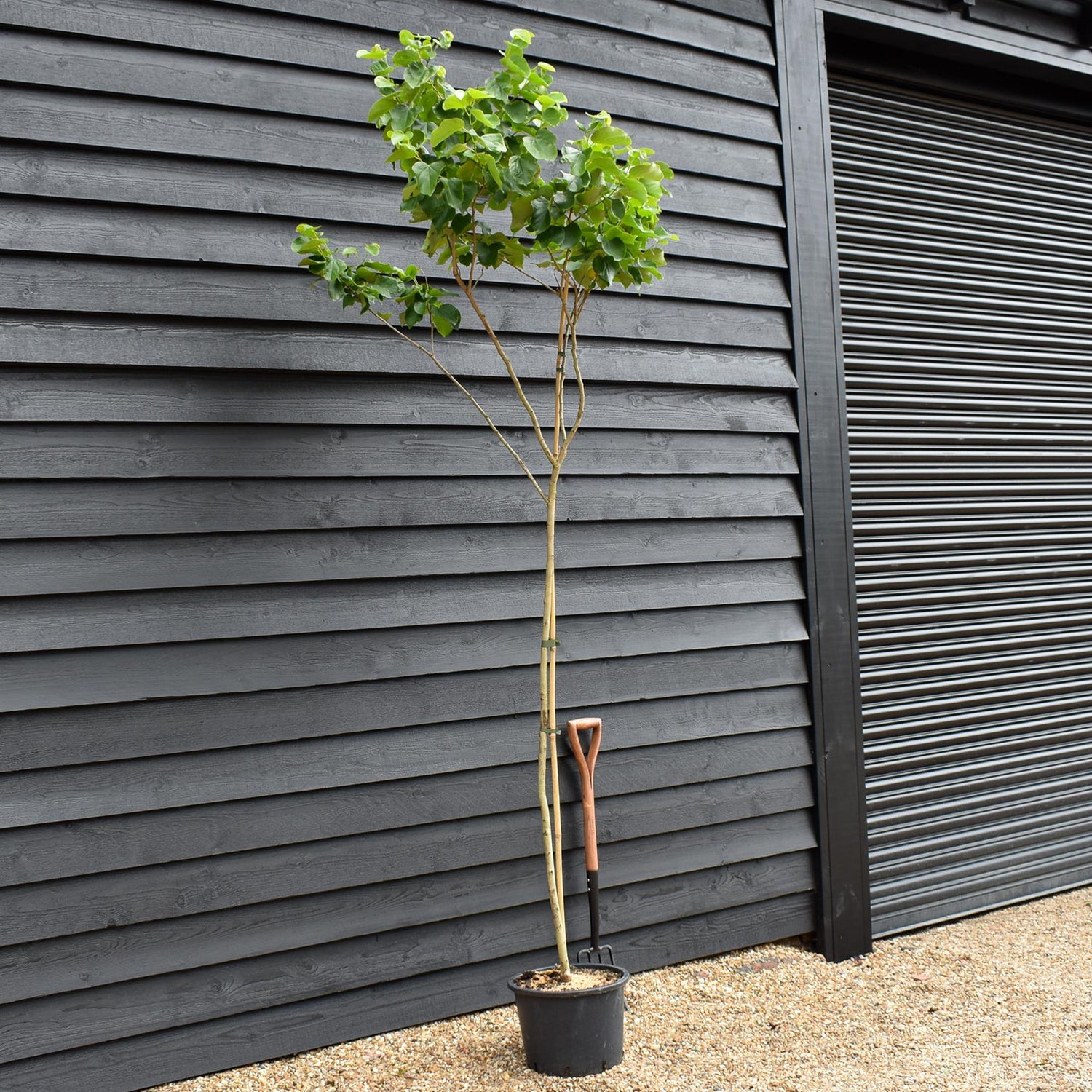 Cercis chinensis Shirobana- Height 200-220cm - Feathered - 20lt