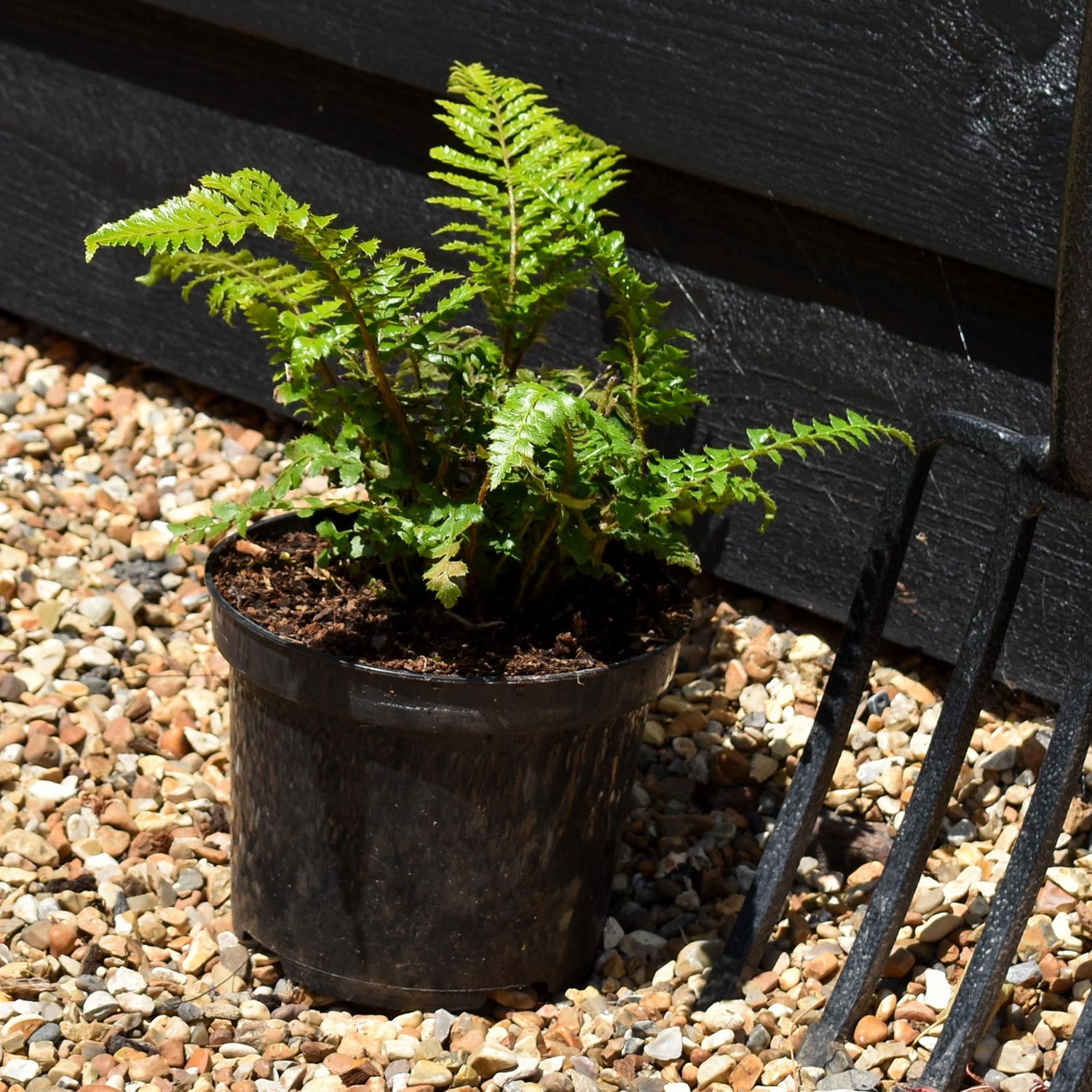 Polystichum polyblepharum | Japanese Lace Fern - 20-30cm 3lt