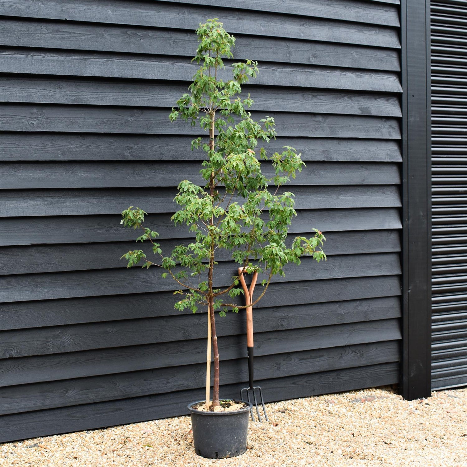 Acer griseum | Paperback Maple - Height 135-145cm - 20lt