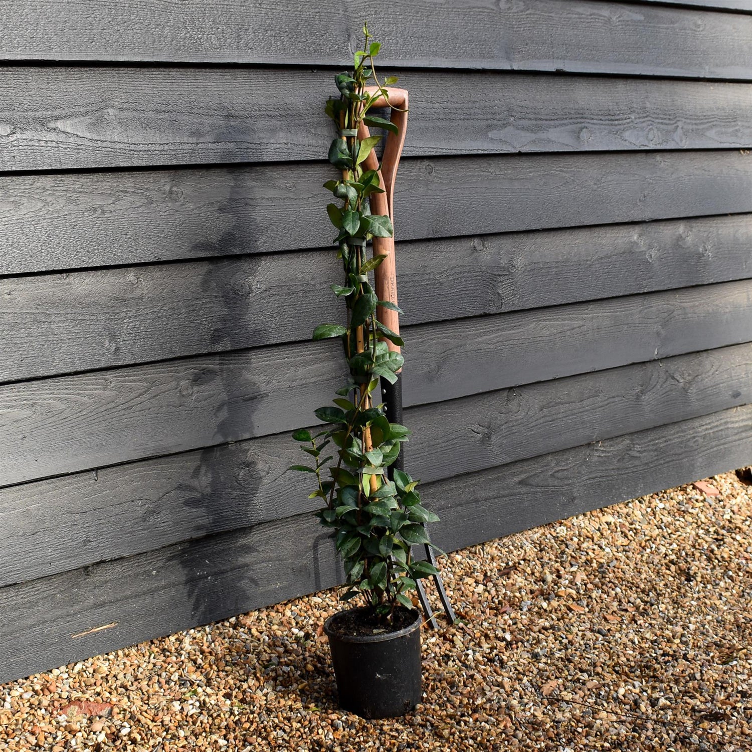 Star Jasmine | Trachelospermum jasminoides - Evergreen Climber - Height 90cm - 2lt