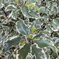 Pittosporum variegatum - 90-115cm - 20lt