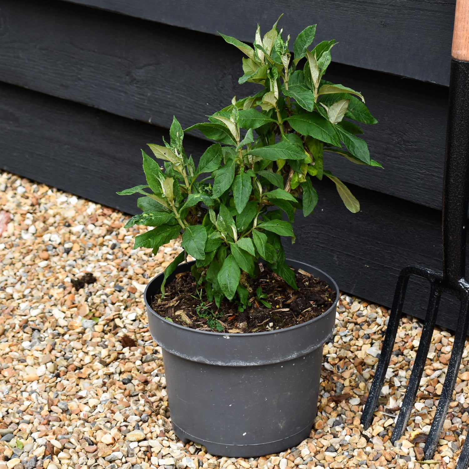 Buddleja 'Butterfly Candy Little Pink' | Butterfly Candy Little Pink Height 10-20cm - 4lt
