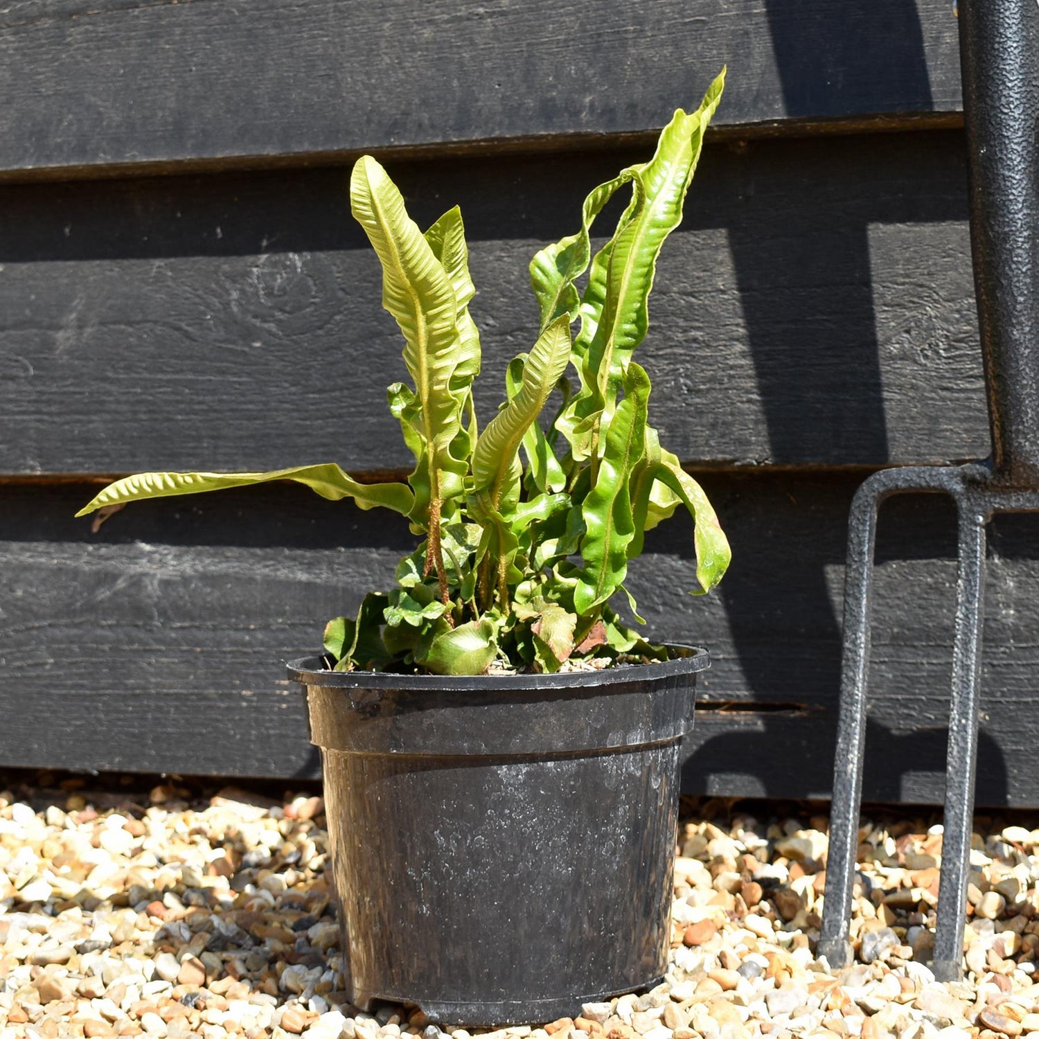 Asplenium scolopendrium - Fern - Height 20-30cm - 2lt