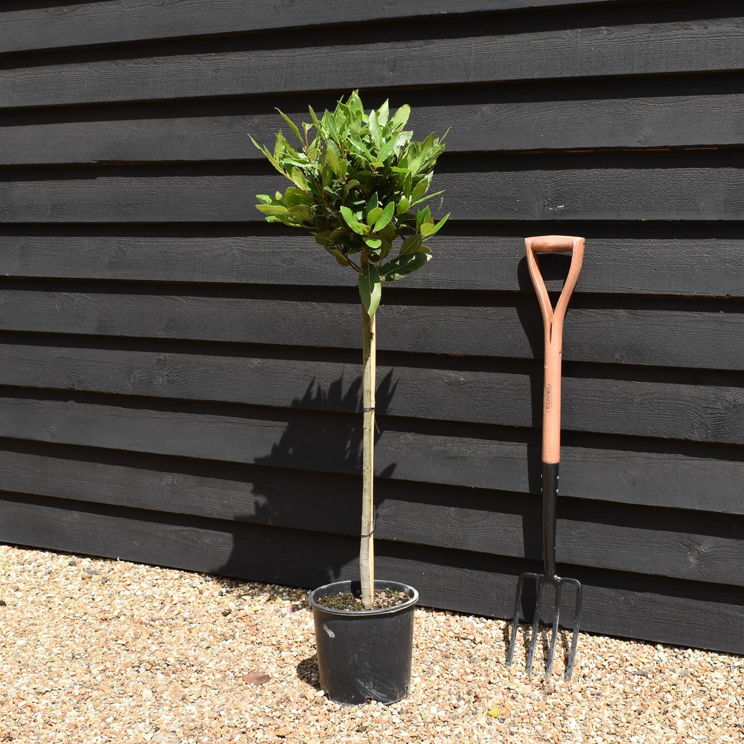 Bay Tree | Laurus nobilis - Clear Stem 70cm - Height 100-110cm - 7lt