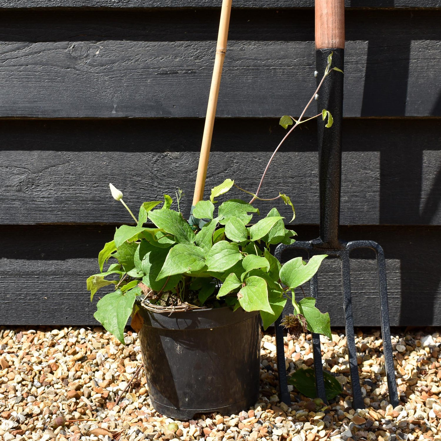 Clematis Diayu - 2lt
