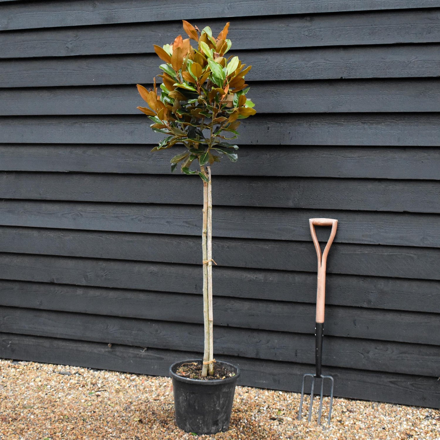 Magnolia grandiflora 'Little Gem'| Southern Magnolia - Clear Stem - Height 140-150cm - 18lt