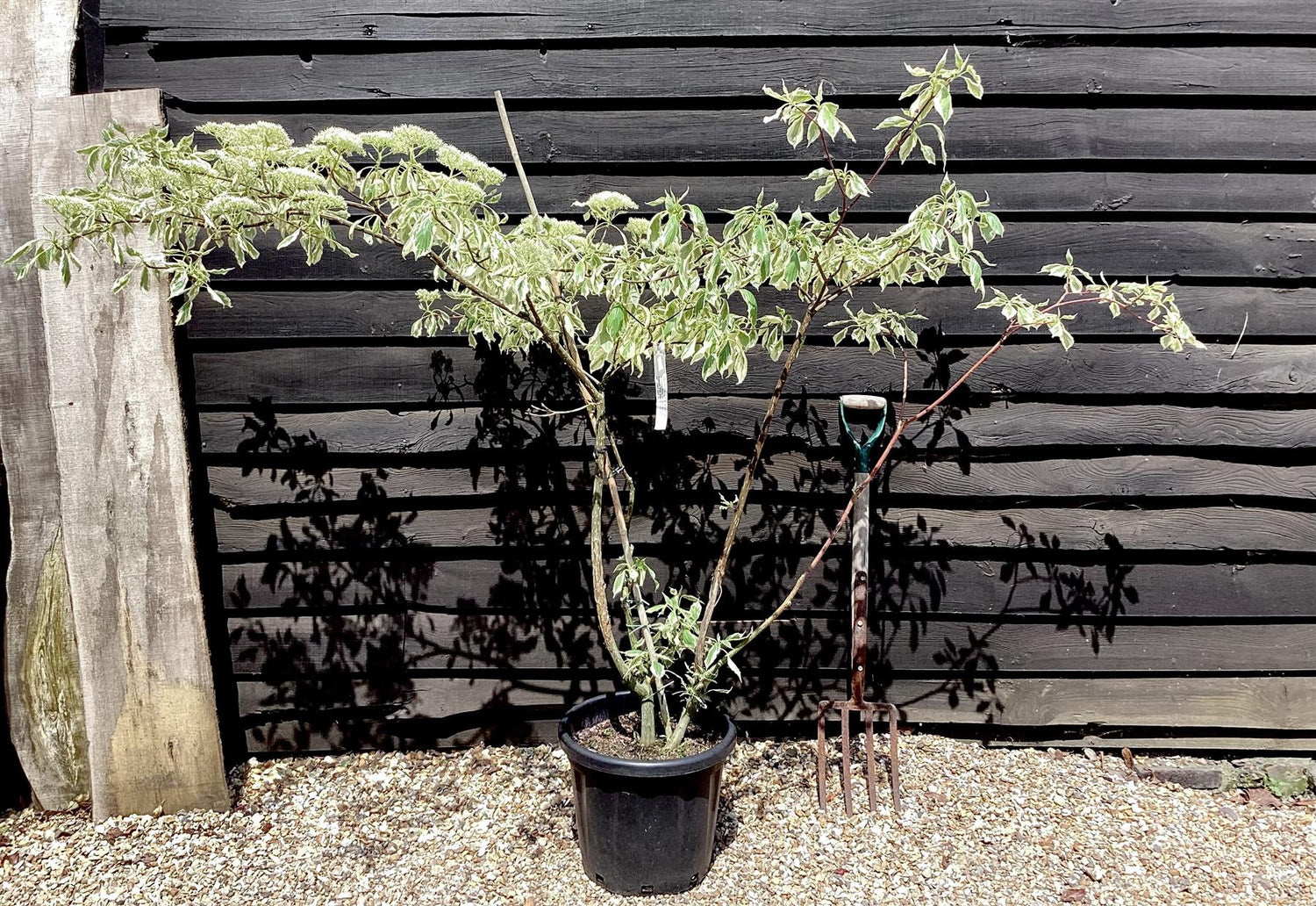 Cornus controversa 'Variegata' | Wedding Cake Tree - 180/200cm, 30lt