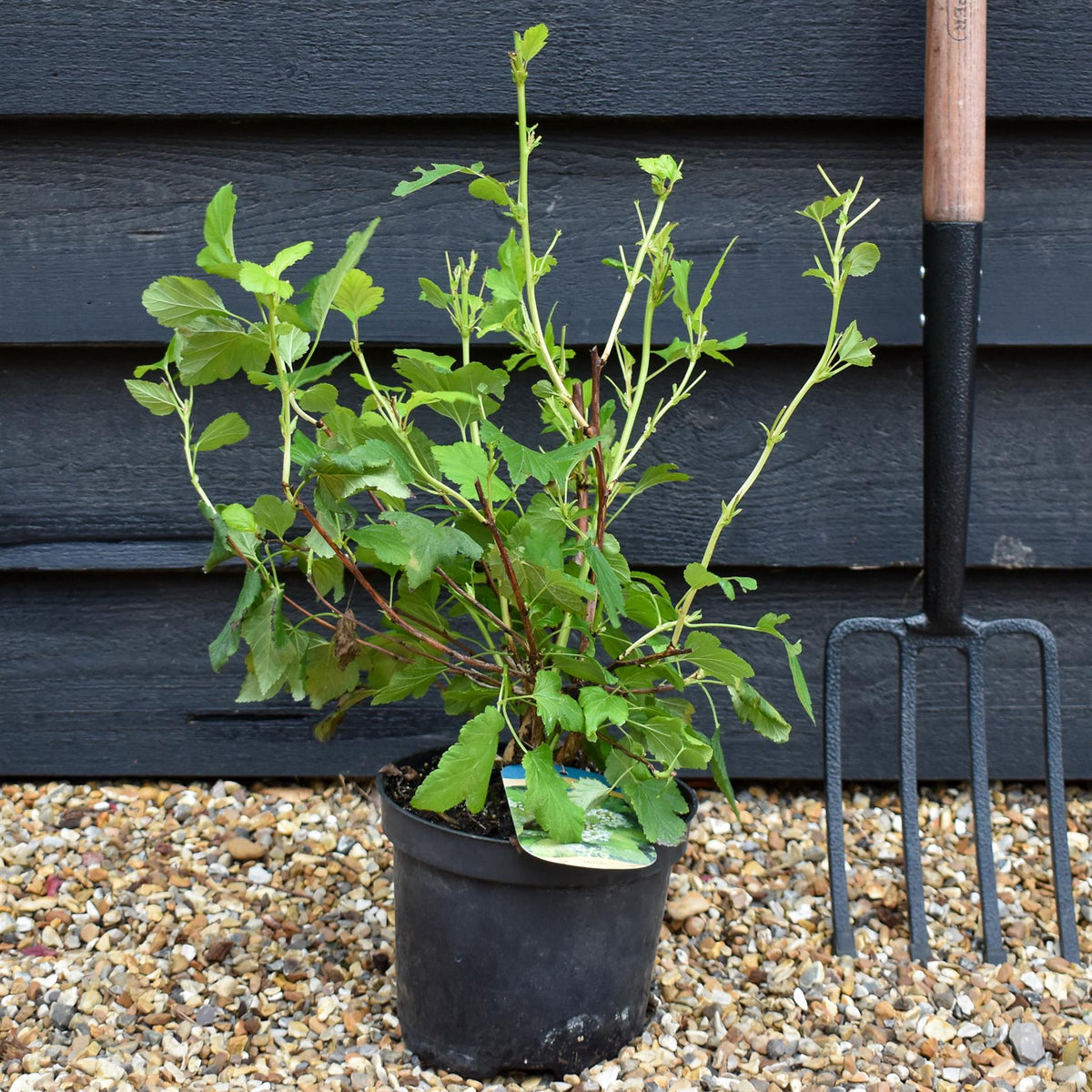Physocarpus opulifolius 'Dart's Gold' - Shrub - Height 15-25cm - 2lt