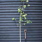 Sorbus aucuparia | European Mountain Ash - 200-250cm, 10lt