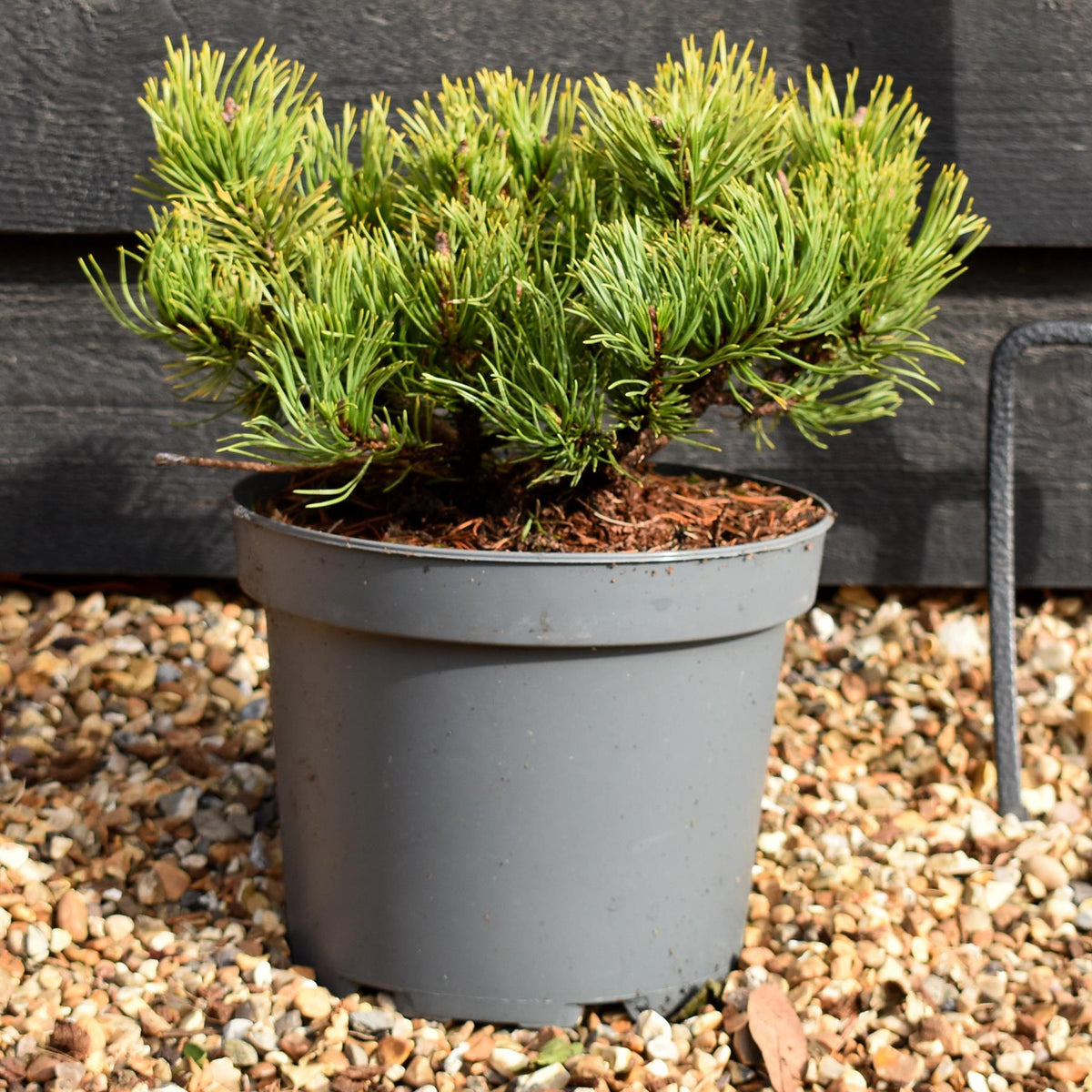 Pinus mugo 'Wintergold' | Golden mountain pine - Height 20-30cm - 5lt